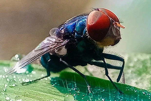 Cochliomyia hominivorax (còn được gọi là giòi đinh vít hay giòi ăn thịt) là loài ruồi ký sinh. Con cái sẽ đẻ trứng vào vết thương của động vật máu nóng, kể cả người. Ấu trùng khi nở sẽ cắn rách thịt sống, có thể gây tử vong nếu không được xử lý kịp thời. Ảnh: avma.org.