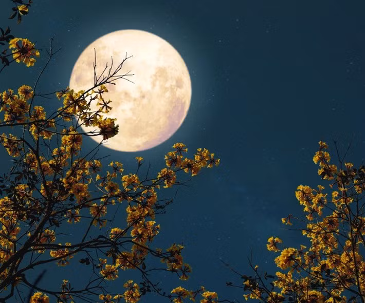 Đến đêm ngày 23/11, người yêu thiên văn có cơ hội chiêm ngưỡng siêu trăng thứ hai hay còn gọi Trăng Hải Ly. Siêu trăng cuối cùng của năm 2026 sẽ diễn ra đêm 24/12. Lần trăng tròn này còn được các bộ lạc bản địa đầu tiên ở Mỹ gọi là Trăng Lạnh. Ảnh: AI.