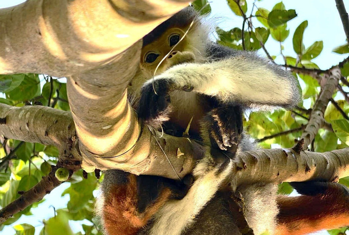Cá thể voọc chà vá chân nâu càng vùng vẫy, thòng lọng càng siết chặt. Do dây phanh siết quá mạnh nên tay phải của nó bị cứa rách da, lòi xương tay. Thấy vậy, anh Phạm Phùng dùng kềm phá bẫy để giải cứu cá thể voọc chà vá chân nâu quý hiếm. Ảnh: Tiền phong.