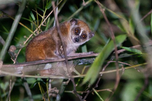 Cá thể động vật trên được xác định là cu li nhỏ (có tên khoa học Nycticebus pygmaeus). Loài này thuộc nhóm IB nguy cấp quý hiếm được bảo vệ, có tên trong Sách đỏ Việt Nam. Ảnh: sdrov.