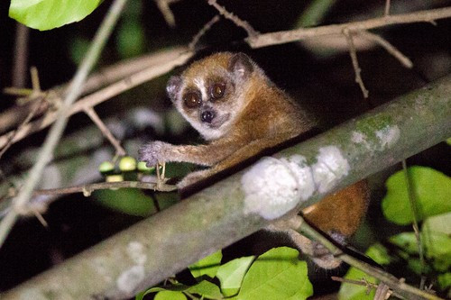 Sách đỏ thế giới xếp cu li nhỏ vào nhóm rất nguy cấp (EN) có nguy cơ tuyệt chủng cần ưu tiên bảo tồn. Ảnh: sdrov.