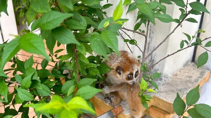 Công an xã Như Xuân và lực lượng kiểm lâm sau đó đã tiến hành tiếp nhận, bàn giao cho Vườn quốc gia Bến En chăm sóc và tiến hành thả về môi trường tự nhiên. Ảnh: Tiền phong.