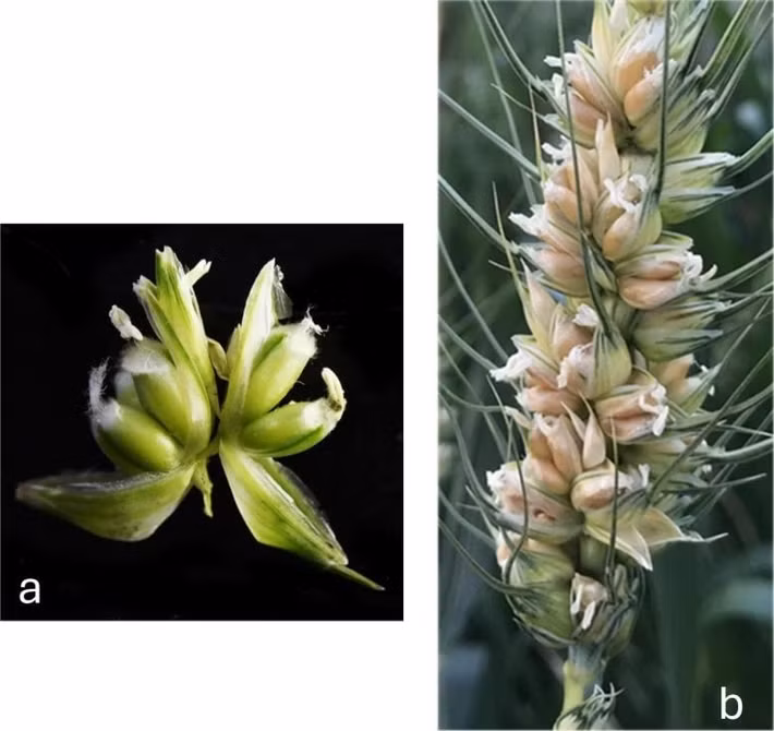 Cụ thể, nhóm nghiên cứu đã xác định được một gene then chốt có tên WUSCHEL-D1. Đây không phải là gene mới phát sinh mà hiện diện trong tất cả các giống lúa mì. Ảnh: Vijay Tiwari, University of Maryland.