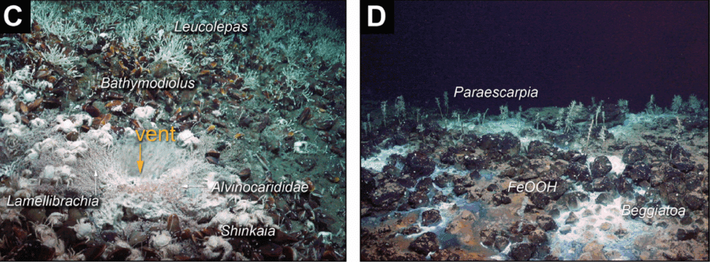 Sự tồn tại sát sườn này tạo ra một hệ sinh thái lai chưa từng thấy trước đây. Khu vực này trở thành nơi trú ngụ của nhiều cụm vẹm Bathymodiolus, giun ống, tôm, động vật giáp xác nhỏ và những con hải sâm màu tím. Ảnh: Indian Defence Review.