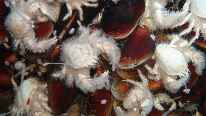 Hỗn hợp khí lạ thường tại Karambusel ảnh hưởng tới cả hệ sinh vật và cấu tạo địa chất. Lượng methane thoát ra có nồng độ rất cao, trên 80%, trong khi dòng nước nóng từ magma cũng phun lên cùng lúc, tạo nên điều kiện hóa học rất đặc biệt ở lớp dưới bề mặt đáy biển. Ảnh: ROV Kiel 6000 / GEOMAR.