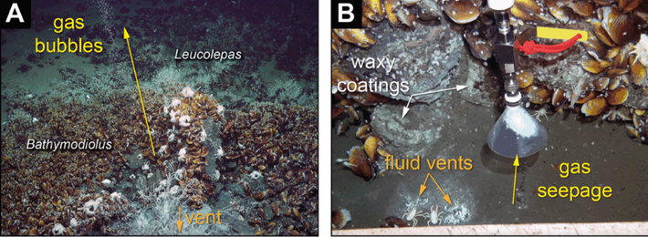 Dòng magma dâng lên làm nóng các lớp trầm tích này, tạo ra methane và các hydrocarbon, đồng thời chính nguồn nhiệt này cũng đẩy các dòng nước nóng chứa khoáng chất lên mặt biển. Nước nóng từ sâu bên dưới và khí methane mát hơn từ trầm tích, đều thoát ra khỏi các khe nứt, khiến nước nóng và khí lạnh phun ra chỉ cách nhau vài centimet. Ảnh: Indian Defence Review.