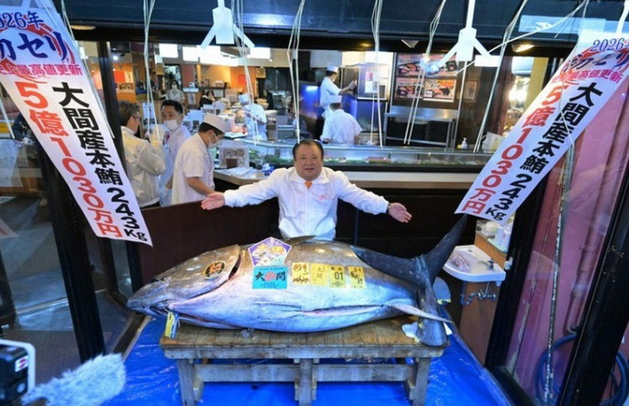 Tại phiên đấu giá đầu tiên trong năm 2026 vào rạng sáng ngày 5/1 ở chợ cá Toyosu, thủ đô Tokyo, Nhật Bản, doanh nhân Kiyoshi Kimura - ông chủ chuỗi nhà hàng sushi Zanmai đã trả 510 triệu yen (khoảng 3,2 triệu USD) để mua con cá ngừ vây xanh nặng 243 kg. Ảnh: Mainichi.