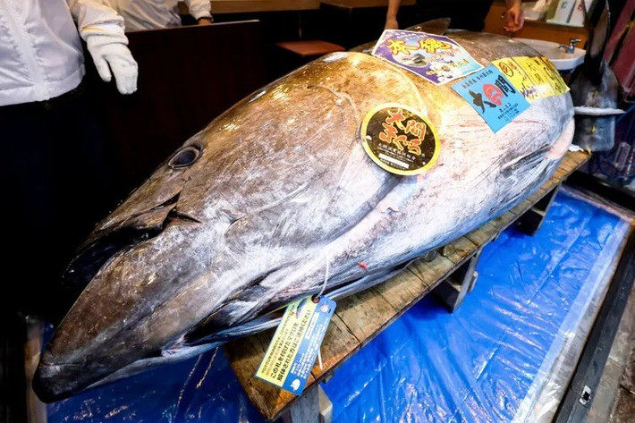 Con cá ngừ vây xanh nặng 243 kg mới được bán mức giá kỷ lục trên đã được đánh bắt tại vùng biển ngoài khơi Oma ở miền Bắc Nhật Bản. Vùng biển này được xem là "thánh địa" của cá ngừ chất lượng cao. Ảnh: STR.