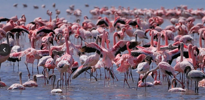 Trong hệ tiêu hóa, các enzyme phá vỡ các carotenoid thành các sắc tố được chất béo trong gan hấp thụ và lắng đọng ở da và lông của chim hồng hạc. Ảnh: RollingEarth - iStock/Getty Images Plus.