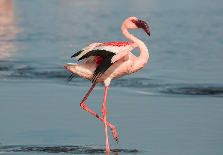 Chim hồng hạc là loài chim cao cẳng chân dài thường có bộ lông vũ màu hồng rực rỡ. Đây là đặc điểm nổi bật nhất của loài chim hồng hạc. Ảnh: Luca Nichetti/Shutterstock.com.