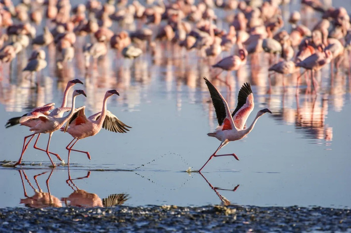 Một số chim hồng hạc có màu hồng đậm hơn hoặc sáng hơn trong khi một số chim hồng hạc lại có màu đỏ và cam hoặc hoàn toàn màu trắng. Ảnh: Getty.