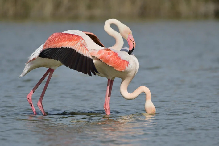 Trên thế giới hiện có 4 loài chim hồng hạc và tất cả đều có nguồn gốc từ Nam Phi. Do sống ở những địa điểm khác nhau và nguồn thức ăn không giống nhau nên màu sắc chim hồng hạc ở từng nơi có sự khác biệt. Ảnh: Getty.