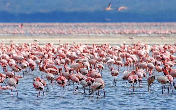 Màu hồng của hồng hạc là do khẩu phần ăn của chúng. Bộ lông vũ màu hồng của hồng hạc đến từ beta carotene - một sắc tố đỏ cam được tìm thấy với số lượng lớn ở tảo, ấu trùng và tôm nước mặn. Đó là thức ăn của chim hồng hạc trong môi trường đầm lầy. Ảnh: Alan Ward/Shutterstock.com.