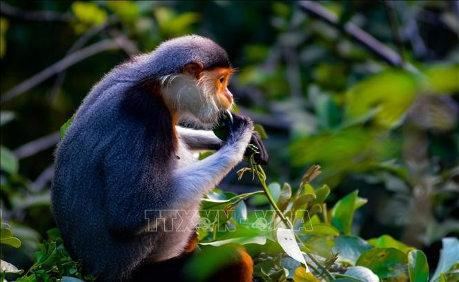 Tổ chức bảo vệ động vật hoang dã quốc tế tôn vinh voọc chà vá chân nâu là "nữ hoàng của các loài linh trưởng" nhờ vẻ đẹp khác thường. Ảnh: TTXVN.