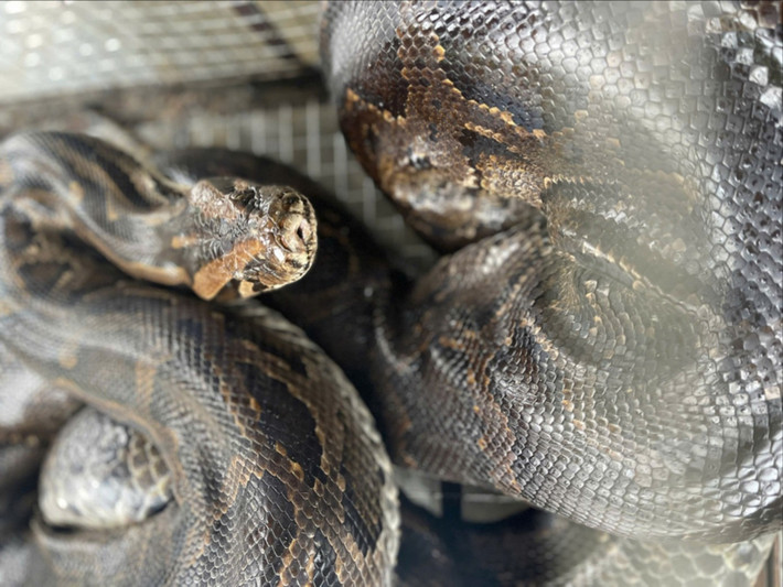 Thời gian gần đây, Vườn Quốc gia Vũ Quang (Hà Tĩnh) tiếp nhận nhiều cá thể động vật quý hiếm do người dân giao nộp. Gần đây nhất, vào ngày 11/12, Công an xã Đức Đồng vận động ông Nguyễn Văn Thuyết (SN 1966, trú thôn Tân Thành, xã Đức Đồng) giao nộp 2 cá thể trăn đất nặng 11 kg cho Vườn Quốc gia Vũ Quang để thả về tự nhiên. Ảnh: Tiền phong.