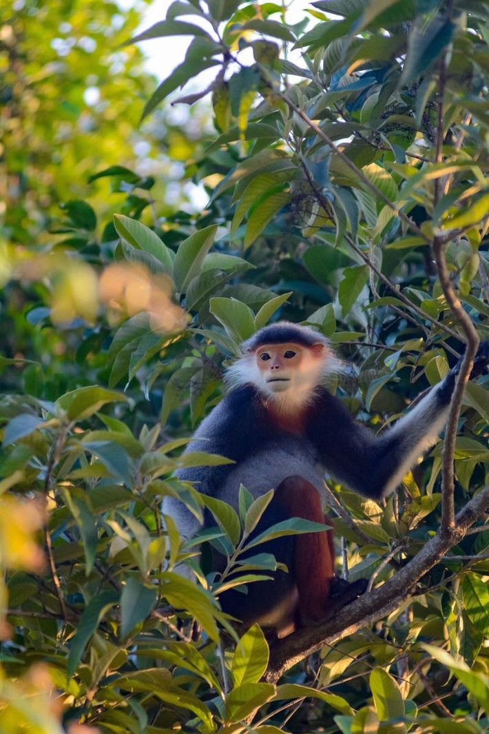 Theo đó, nhiều du khách trong nước và quốc tế ghé thăm nơi này để tham quan, chụp ảnh và tìm hiểu về loài voọc chà vá chân nâu quý hiếm. Ảnh: TTXVN.