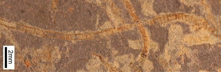 Nhóm nghiên cứu cũng tìm thấy bằng chứng sớm nhất về quá trình quang hợp tạo oxy nhờ một phương pháp mới nhận diện "dấu vân tay hóa học" của sinh vật trong đá cổ. Ảnh: Katie Maloney.