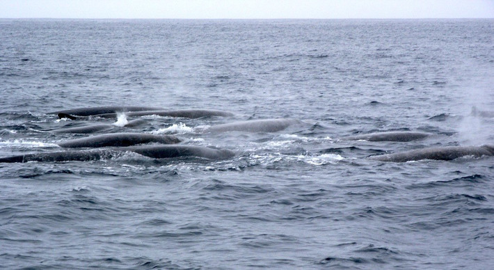 Ban đầu, mã này được cho là của cá voi mõm dài Perrin - loài chưa từng được ghi nhận trong tự nhiên. Trong suốt 3 năm liên tiếp, nhóm chuyên gia quay lại cùng một tọa độ, lúc bằng thuyền buồm, khi thì thuê thuyền đánh cá của Mexico nhưng đều thất bại. Ảnh: Wendy St. John/iNaturalist (CC BY-SA 4.0).