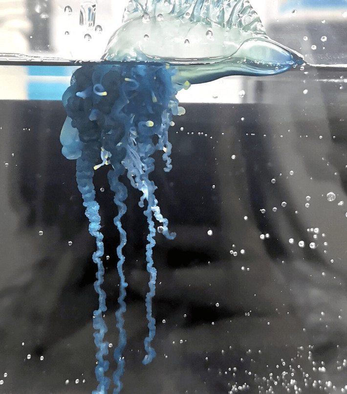 Thêm nữa, những biến động về cường độ và hướng chảy của hải lưu đang tạo ra các “hành lang” mới, cho phép sinh vật biển di chuyển và định cư ở những hệ sinh thái trước đây chưa từng ghi nhận. Ảnh: cherylames.com.