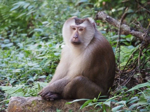 Trong tự nhiên, khỉ đuôi lợn sống thành đàn với mỗi đàn từ 10 - 12 con. Đặc biệt, một số đàn có số thành viên lên tới 40 cá thể. Thức ăn của chúng chủ yếu là quả và hạt. Ảnh: J. Maughn.