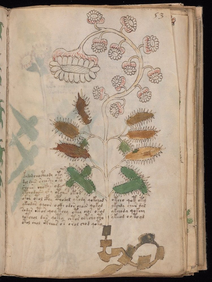 Bản thảo Voynich gồm 240 trang, được nhà bán sách cổ người Ba Lan Wilfrid Voynich mua cuốn sách của một thư viện đại học ở Italy mua vào năm 1912. Kết quả xác định niên đại bằng phương pháp carbon phóng xạ cho thấy cuốn sách được tạo ra vào thế kỷ 15. Ảnh: Beinecke Rare Book and Manuscript Library at Yale University.
