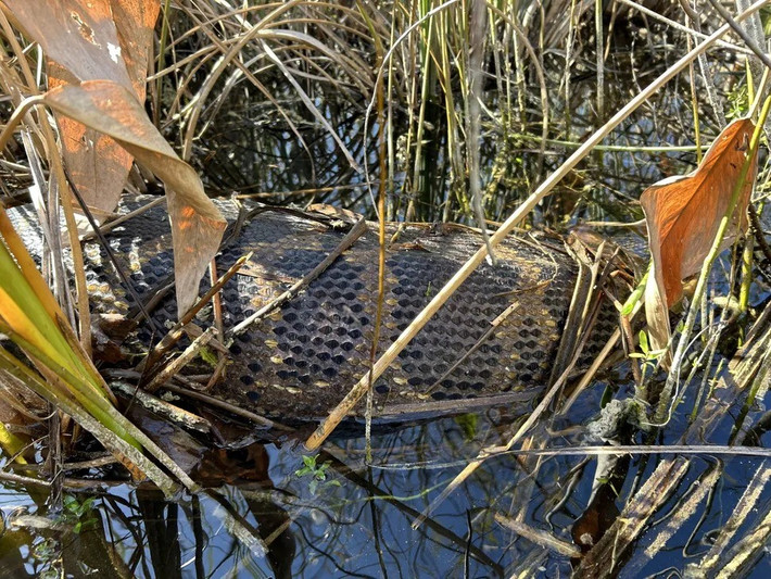 Sự việc hy hữu này được các chuyên gia ghi nhận vào cuối tháng 11/2024. Mặc dù trăn được biết tới là loài có thể nôn ra thức ăn trong môi trường phòng thí nghiệm lạnh giá nhưng giới nghiên cứu chưa từng bắt gặp trường hợp nào trong tự nhiên cho tới bây giờ. Ảnh: Travis Mangione, U.S. National Park Service.