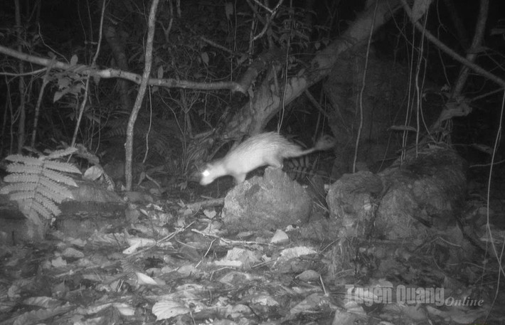 Ngoài vọoc mũi hếch, những loài động vật "quý như vàng", hiếm gặp như sóc lớn đen, sóc bay, cầy móc cua, cầy bạc má, khỉ mặt đỏ... cũng được bẫy ảnh ghi nhận tại VQG Du Già - Cao nguyên đá Đồng Văn.