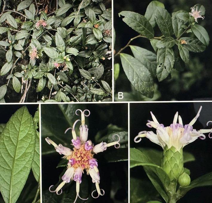 Việc tìm thấy loài thực vật mới không chỉ làm phong phú thêm danh mục đa dạng sinh học ở Việt Nam mà còn khẳng định vai trò của Vườn quốc gia Phong Nha - Kẻ Bàng trong bảo tồn nguồn gen quý hiếm. Ảnh: Người lao động.