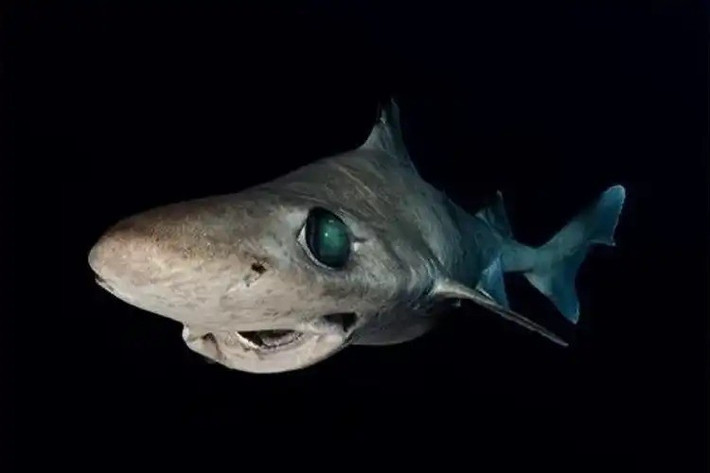 Cá mập gulper sinh sống ở những vùng biển có độ sâu khoảng 200 - 1.500m trên khắp thế giới. Chúng có cơ thể thon dài, kích thước khoảng 2m và nổi bật với đôi mắt xanh lục. Ảnh: miyaru.org.