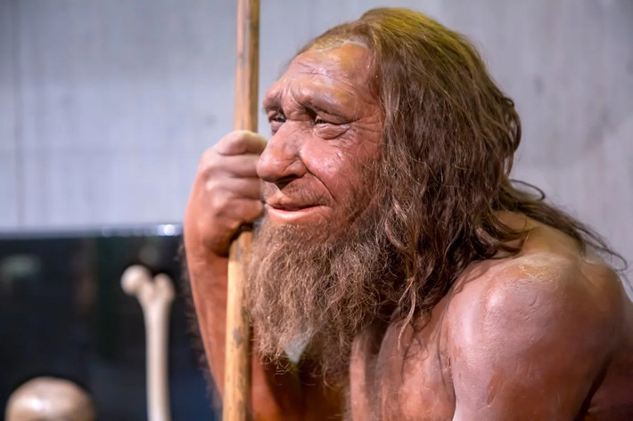 Một giả thuyết về chiếc mũi lớn của người Neanderthal là họ có các xoang lớn tương đương và đường thở được cải thiện , phát triển như một sự thích nghi với môi trường sống lạnh và khô. Cấu trúc mũi đặc biệt của họ có thể hữu ích trong việc làm ấm và làm ẩm không khí trước khi không khí đến phổi. Ảnh: Esin Deniz/Shutterstock.com.