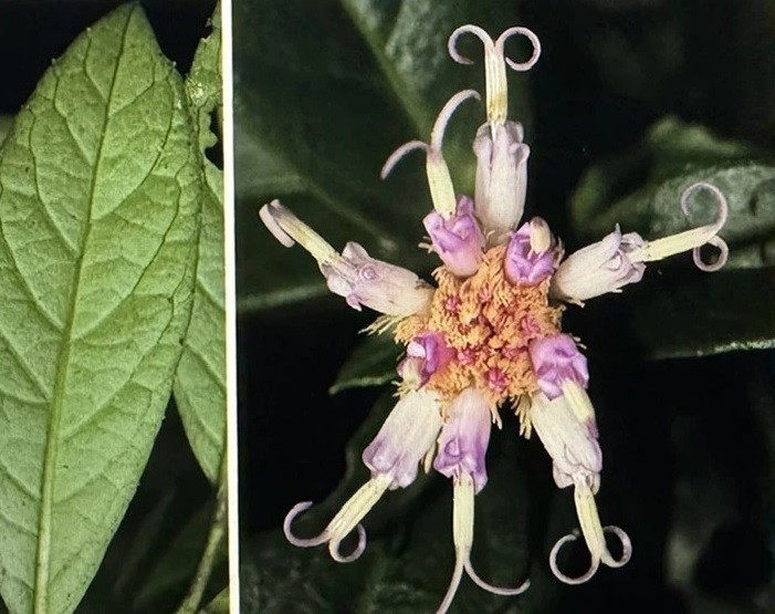 Bạch Đầu Phong Nha - Kẻ Bàng là loài cây bụi leo, có thể cao tới 5m, cành non có lông màu vàng nâu, lá mọc so le hình trứng ngược hoặc bầu dục, cụm hoa mọc ở đầu cành hoặc nách lá, tràng hoa hình phễu màu tím sẫm.