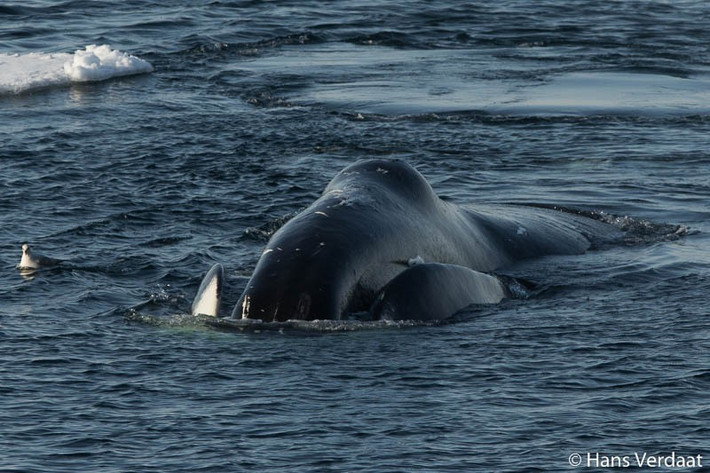 Nhằm tránh khiến tế bào chết khi đông lạnh mô, các nhà nghiên cứu đặt mẫu vật trong tủ mát để bay đưa về Rochester nhanh nhất có thể. Ảnh: Hans Verdaat.