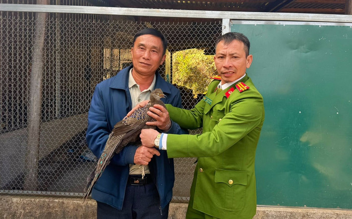 Vào ngày 13/1, UBND xã Na Ngoi (Nghệ An) cho biết, một người dân vừa tự nguyện giao nộp cá thể gà tiền mặt vàng quý hiếm cho công an xã. Ảnh: Tiền phong.