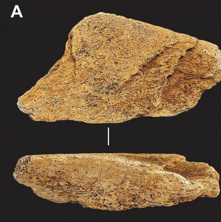 Dụng cụ mài rìu được người xưa sử dụng để tạo hình và mài sắc lại các cạnh của rìu cầm tay. Theo nghiên cứu, dụng cụ mài rìu bằng xương voi đã góp phần vào việc sản xuất những chiếc rìu cầm tay "được chế tác tinh xảo". Ảnh: Science Advances.