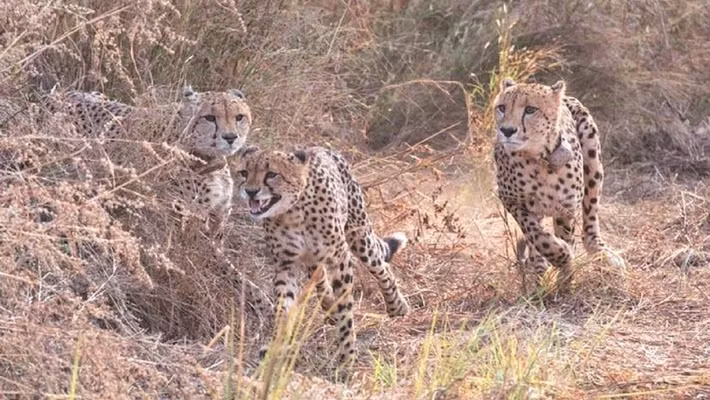 Báo gêpa trước đây từng phân bố nhiều ở các quốc gia châu Phi và châu Á. Tuy nhiên, loài này đã dần biến mất do nạn săn bắn bừa bãi. Ảnh: newindianexpress.com.