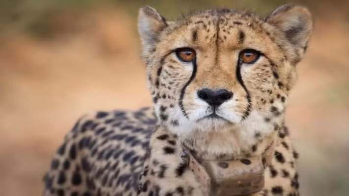 Sự chào đời của 4 con báo gêpa con được Bộ trưởng Môi trường Ấn Độ Bhupender Yadav gọi là một sự kiện quan trọng trong lịch sử bảo tồn động vật hoang dã của Ấn Độ. Trong khi đó, Thủ tướng Narendra Modi đã chia sẻ hình ảnh qua tweet và nhận định đó là "Tin tuyệt vời". Ảnh: NDTV.