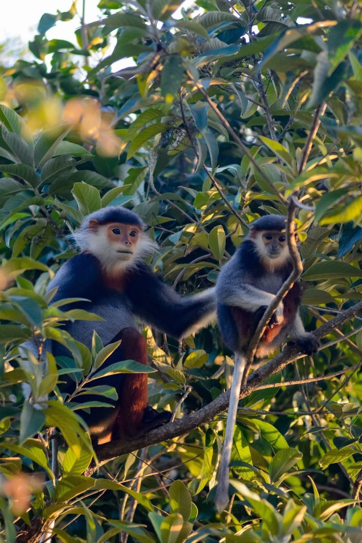 Voọc chà vá chân nâu thuộc nhóm khỉ ăn lá. Ngoài thức ăn chính là lá, chúng thỉnh thoảng ăn thêm quả hoặc hạt tùy theo mùa khác nhau. Ảnh: TTXVN.