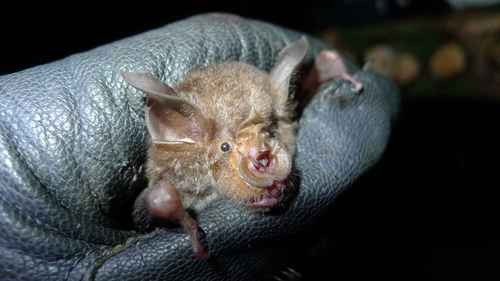 Jon Flanders, Giám đốc Tổ chức Bảo tồn Dơi Quốc tế (BCI), cho biết việc tái phát hiện loài dơi móng ngựa Hill tưởng như đã tuyệt chủng là điều “không thể tin được” và “thật ngạc nhiên khi chúng tôi là những người đầu tiên nhìn thấy loài dơi này sau thời gian dài như vậy”. Ảnh: Natalie Weber.