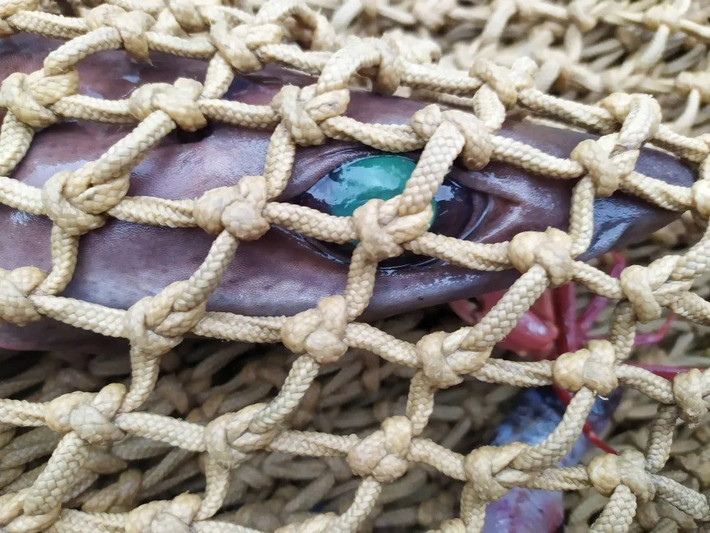 Theo Quỹ Bảo vệ Động vật Quốc tế (IFAW), squalen được sử dụng trong rất nhiều sản phẩm, từ đồ trang điểm, kem dưỡng sau khi cạo râu, kem chống nắng, đến miếng dán nicotine và thuốc điều trị trĩ. Vì vậy, squalen được coi như "vàng lỏng". Ảnh: IFAW.