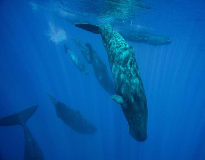 Bằng cách đo các lần tạm dừng và thay đổi cao độ, các nhà khoa học chứng minh rằng, cá voi kiểm soát thời gian và chất lượng âm thanh một cách có chủ đích chứ không phải ngẫu nhiên, cho thấy sự tồn tại của các quy tắc giao tiếp thực sự. Ảnh: marinemammalcenter.org.