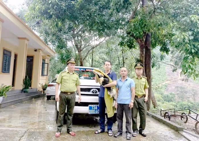 Thời gian gần đây, một số cá thể chim hồng hoàng quý hiếm bay lạc vào nhà dân ở miền Trung. Gần đây nhất, vào chiều ngày 13/10, UBND xã Trường Sơn, tỉnh Quảng Trị phối hợp với đơn vị kiểm lâm, công an đã bàn giao một cá thể chim hồng hoàng quý hiếm do người dân tự nguyện giao nộp cho Trung tâm Cứu hộ, bảo tồn và Phát triển sinh vật, Vườn Quốc gia Phong Nha - Kẻ Bàng (Quảng Trị) để chăm sóc, thả về tự nhiên. Ảnh: Người lao động.