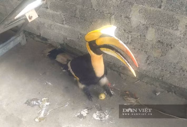 Trước đó, ngày 8/10, Hạt kiểm lâm Tân Kỳ, tỉnh Nghệ An đã phối hợp với chính quyền xã Tân Kỳ thả chim hồng hoàng nặng hơn 2 kg về khu vực rừng trên địa bàn để bảo tồn. Cá thể chim hồng hoàng này đã bay vào nhà ông Đinh Đức Dung hôm 3/10. Nghi là loài chim quý hiếm, ông đã trình báo chính quyền địa phương để giao nộp. Ảnh: Dân Việt.