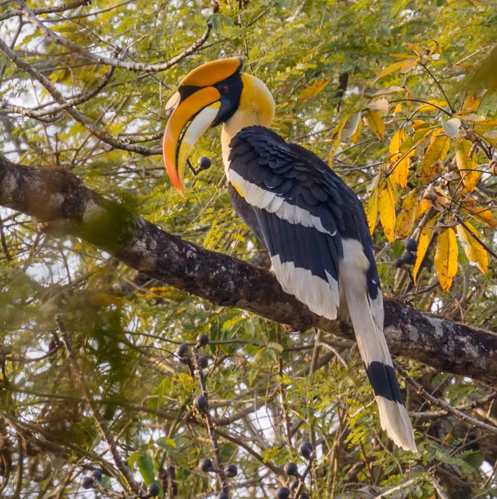 Loài chim hồng hoàng phân bố ở vùng đồng bằng và vùng núi có khí hậu nhiệt đới, cận nhiệt đới ở một số nước Đông Nam Á, Ấn Độ và phía Nam Trung Quốc. Ảnh: thainationalparks.
