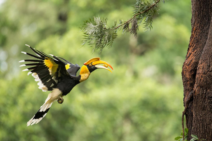 Chim hồng hoàng tên khoa học là Buceros bicornis, thuộc nhóm IB trong danh mục các loài động vật nguy cấp, quý, hiếm được bảo vệ nghiêm ngặt. Loài này đang bị đe dọa tuyệt chủng, nghiêm cấm khai thác, sử dụng vì mục đích thương mại. Ảnh: thainationalparks.