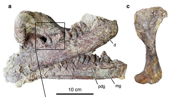 Joaquinraptor casali thuộc Magaraptor - loài khủng long ăn thịt lớn phát triển mạnh và đa dạng trong kỷ Phấn Trắng (từ khoảng 70 triệu đến 66 triệu năm trước), trước khi tiểu hành tinh Chicxulub đâm vào Bán đảo Yucatan gây ra sự kiện tuyệt chủng của nhiều loài động vật, bao gồm khủng long. Magaraptor phân bố ở Nam Mỹ, châu Á, Australia. Đây là loài khủng long ăn thịt, có hộp sọ dài, chi trước khỏe và móng vuốt lớn. Ảnh: Ibiricu et al., Nat. Commun. 2025.