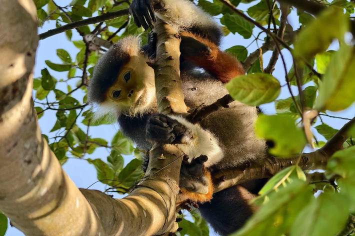 Theo Tiền phong, anh Phạm Phùng (phường Hải Châu, TP Đà Nẵng) đã gỡ bẫy cho một cá thể voọc chà vá chân nâu nặng khoảng 5 kg trên bán đảo Sơn Trà khi phát hiện con vật này bị dính bẫy. Bẫy làm từ dây phanh với một đầu buộc vào thân cây trong đầu còn lại làm thành thòng lọng đặt gần trái sung. Ảnh: Tiền phong.