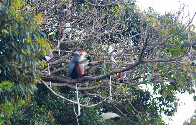 Khi trưởng thành, voọc chà vá chân nâu nổi tiếng với bộ lông rực rỡ có các màu gồm: đen, xám, trắng, nâu đỏ và cam. Ảnh: TTXVN.