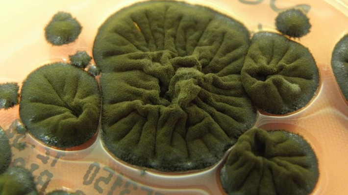 Thảm họa Chernobyl xảy ra ngày 26/4/1986 khi lò phản ứng số 4 của Nhà máy điện hạt nhân Chernobyl bất ngờ phát nổ và gây ra đám cháy kéo dài nhiều ngày. Theo đó, giới chức trách đã sơ tán hàng triệu người dân trong khu vực bị ảnh hưởng cũng như thiết lập khu vực cấm rộng 30 km nhằm hạn chế sự tiếp xúc của con người. Ảnh: Rui Tomé/Atlas of Mycology.