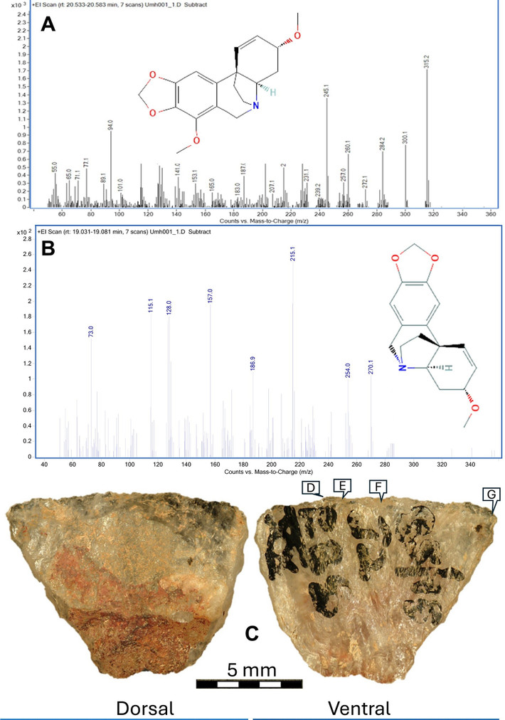 Đồng thời, phát hiện này chứng minh năng lực nhận thức của người tinh khôn (Homo sapiens). Việc chế tạo vũ khí tẩm độc đòi hỏi sự kết hợp giữa kiến thức thực vật học sâu rộng và tư duy nhân quả phức tạp. Ảnh: science.org.