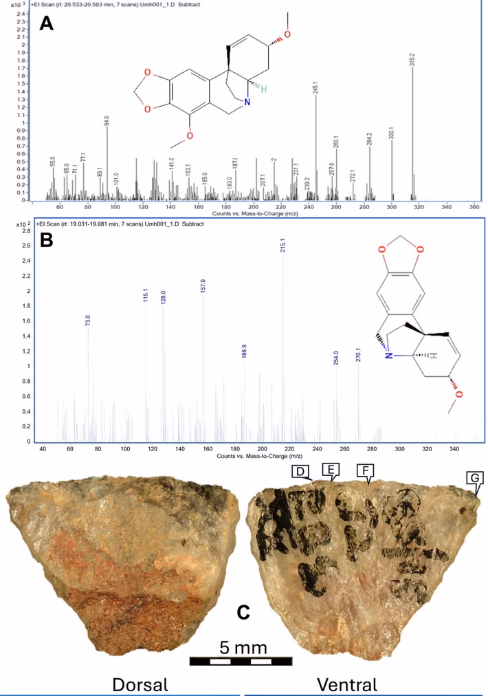 Đồng thời, phát hiện này chứng minh năng lực nhận thức của người tinh khôn (Homo sapiens). Việc chế tạo vũ khí tẩm độc đòi hỏi sự kết hợp giữa kiến thức thực vật học sâu rộng và tư duy nhân quả phức tạp. Ảnh: science.org.